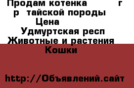 Продам котенка 17.04.17г.р. тайской породы  › Цена ­ 1 000 - Удмуртская респ. Животные и растения » Кошки   